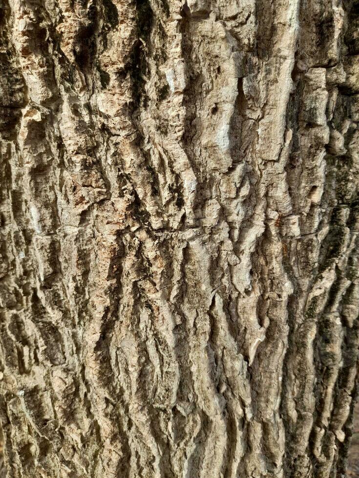 Embossed texture of the brown bark of a tree. Background Texture photo