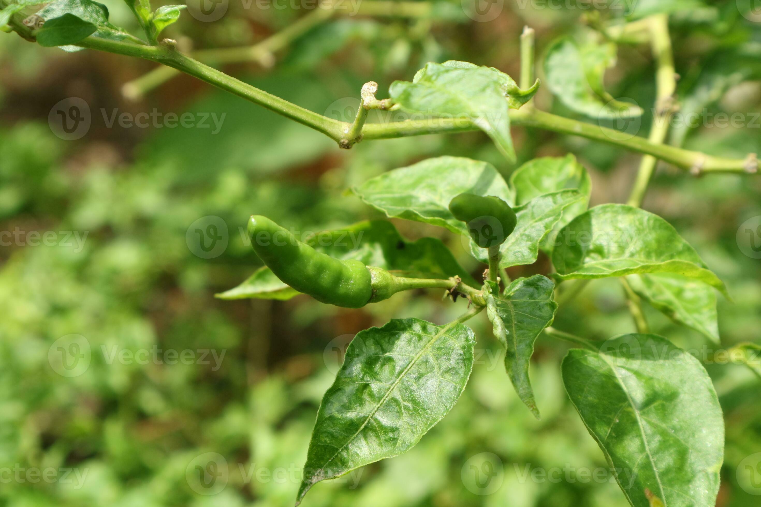 photo of cayenne pepper plants in the garden behind the house 26315414
