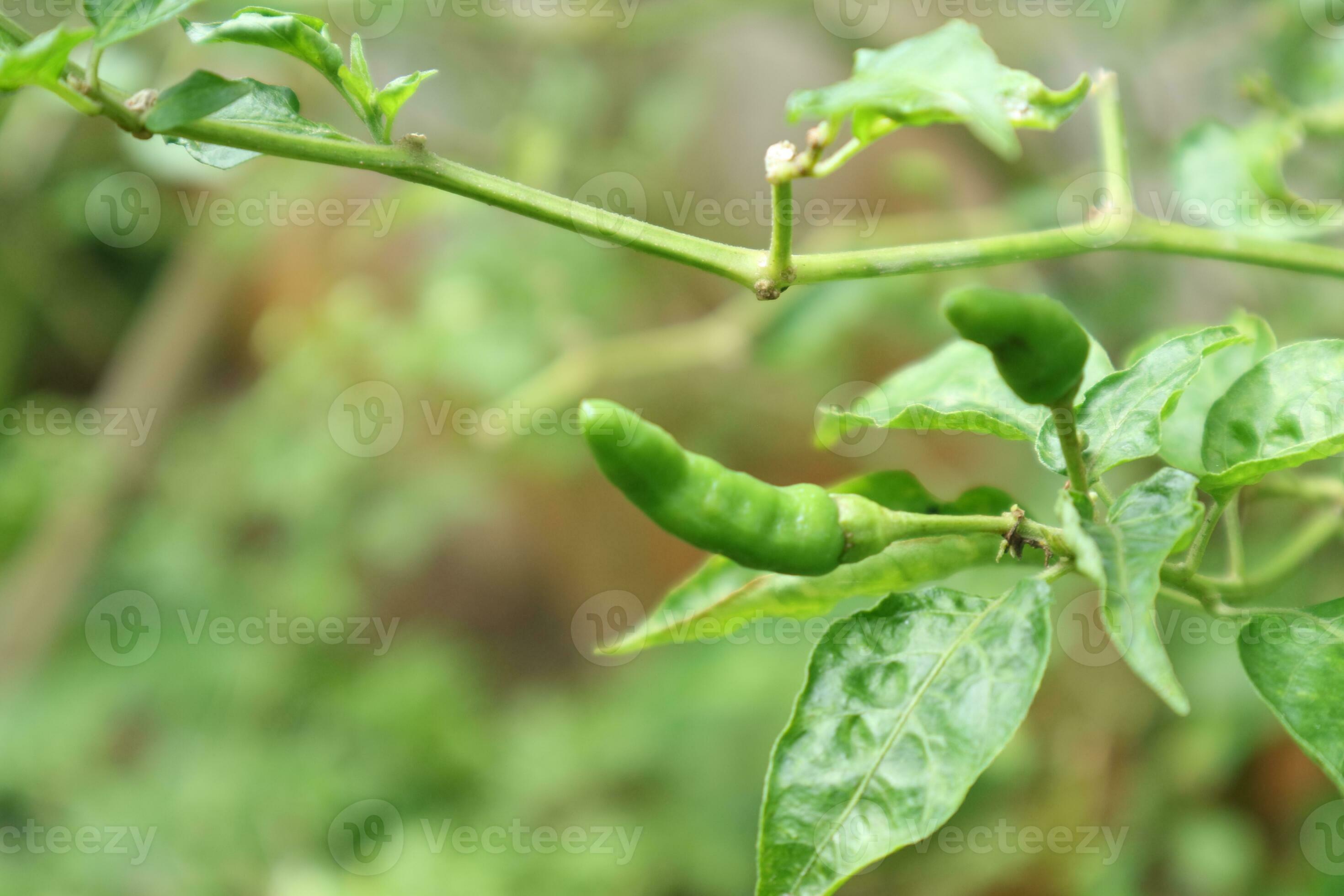 photo of cayenne pepper plants in the garden behind the house 26315415