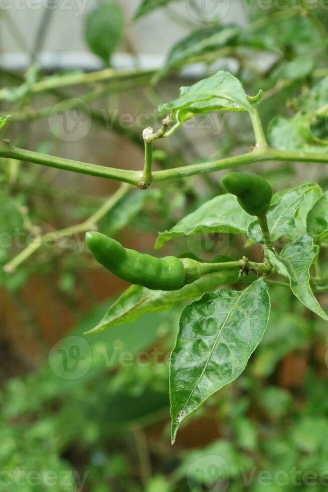 photo of cayenne pepper plants in the garden behind the house 26315418