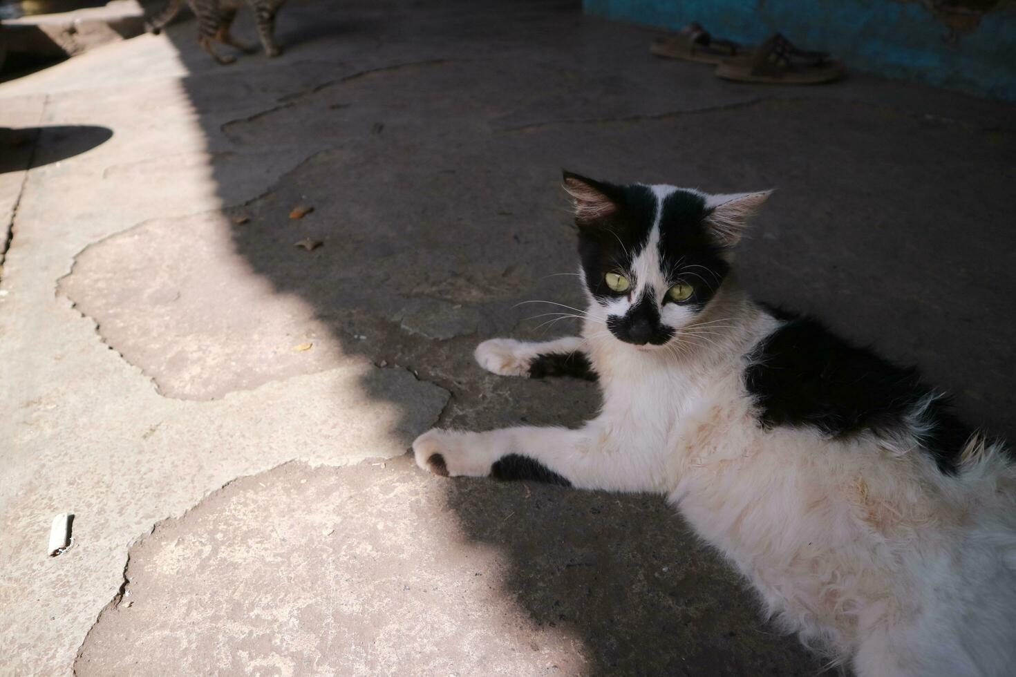 Photo of a dirty stray street cat in a traditional market 26315420