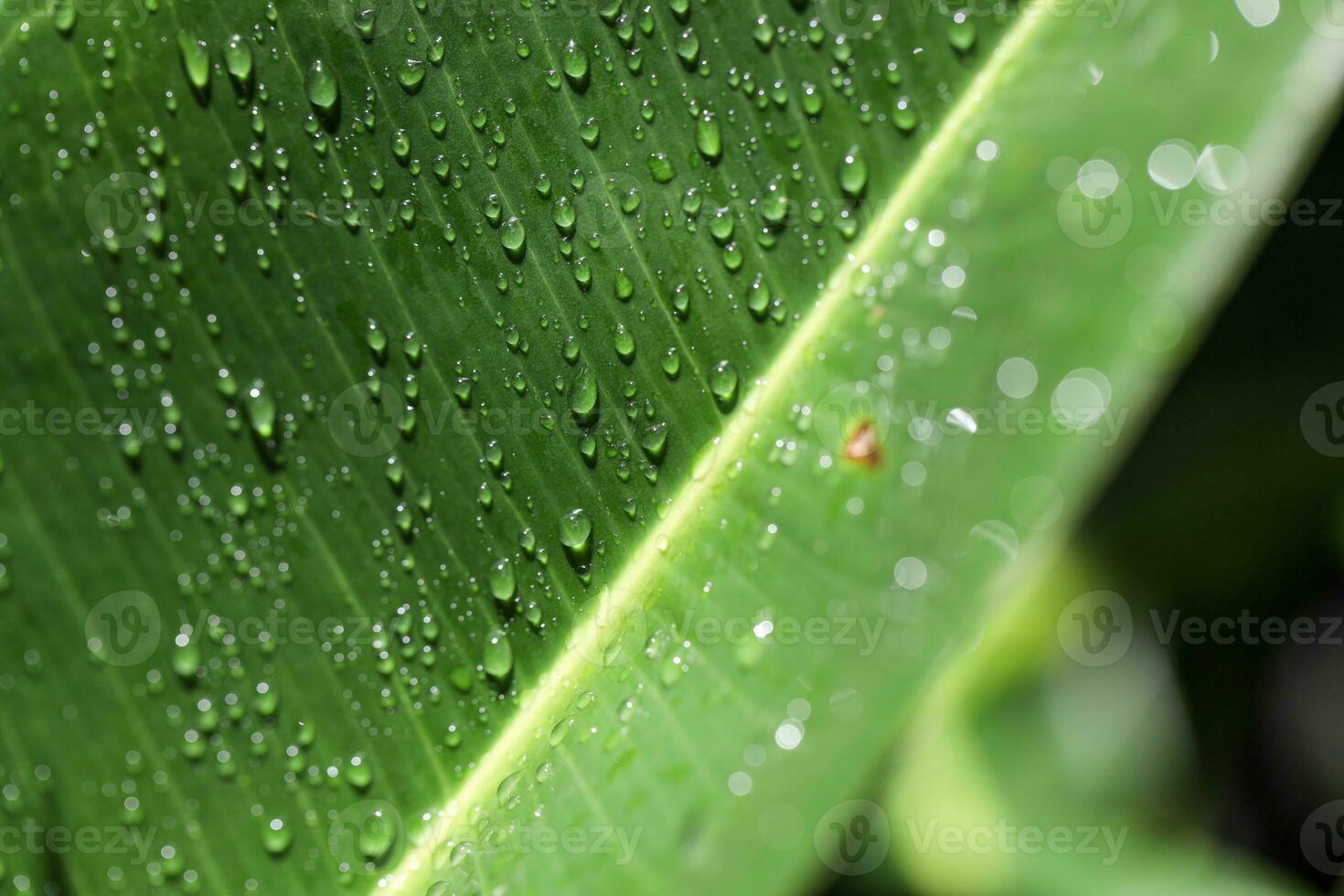 Green tropical leaf covered in raindrops, Saint Lucia, Soufriere, macro shot photo