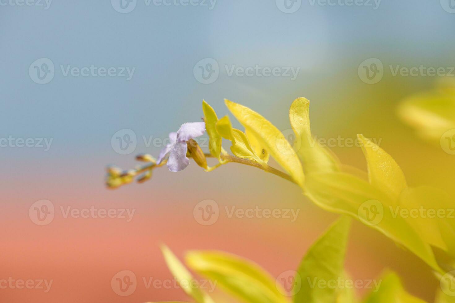 Tropical blue flower of Saint Lucia in bloom with a blurred background photo