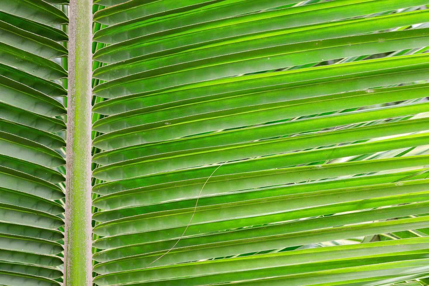 Green palm leaf background close up photo