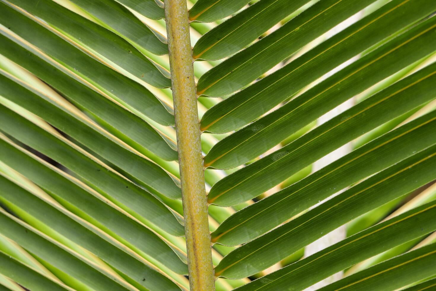 Green palm leaf background close up photo