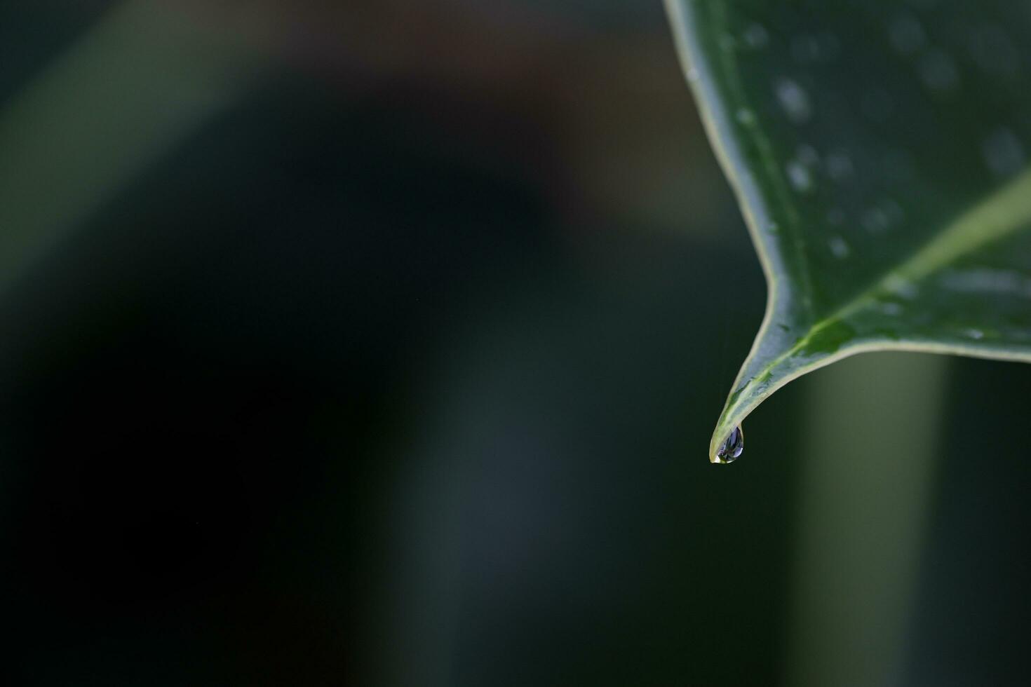 Macro shot of outdoor leaf with a droplet hanging, Saint Lucia, Soufriere photo