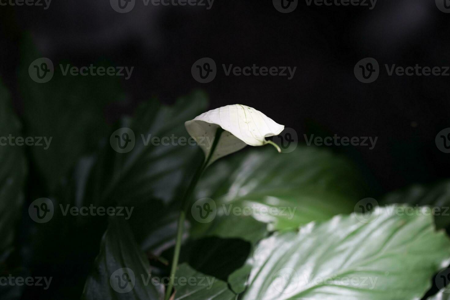 Lysichiton or white skunk cabbage in bloom close up photo