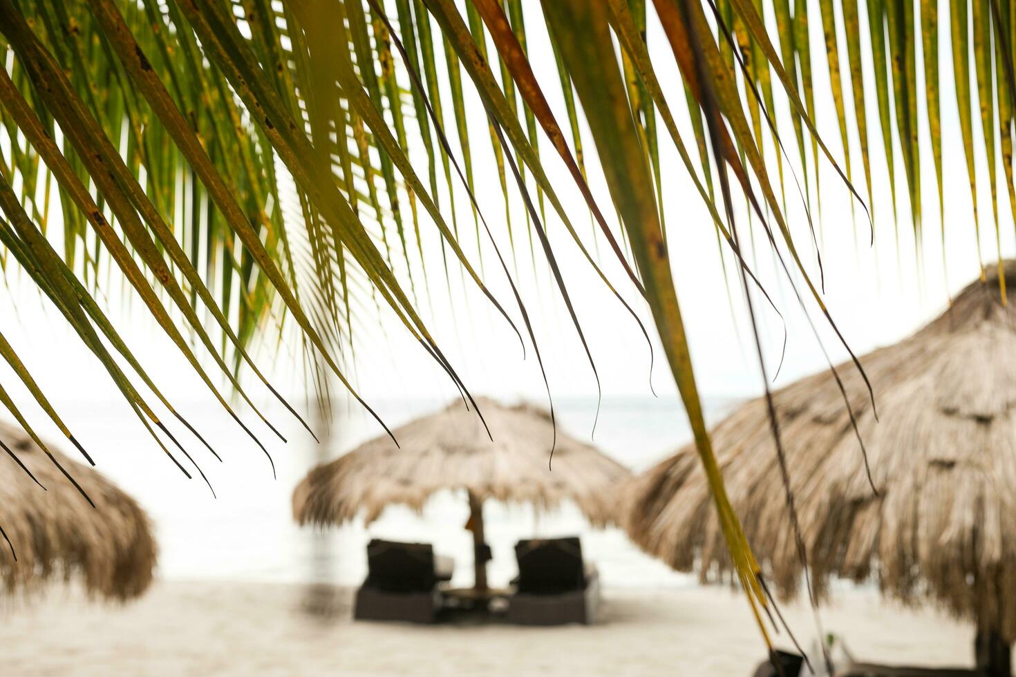 Palm tree on the beach with a view of the sun umbrellas photo