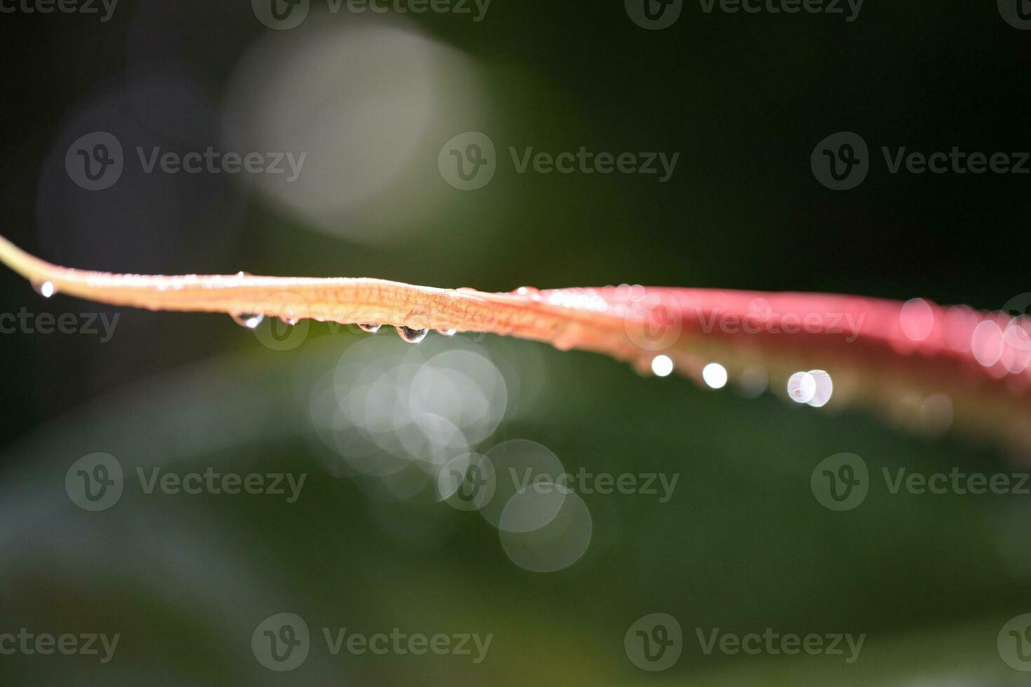 Macro shot of outdoor ficus unfolded leaf covered in raindrops with blurred background, Saint Lucia, Soufriere photo