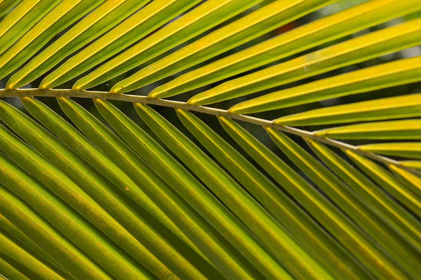 Green palm leaf background close up photo