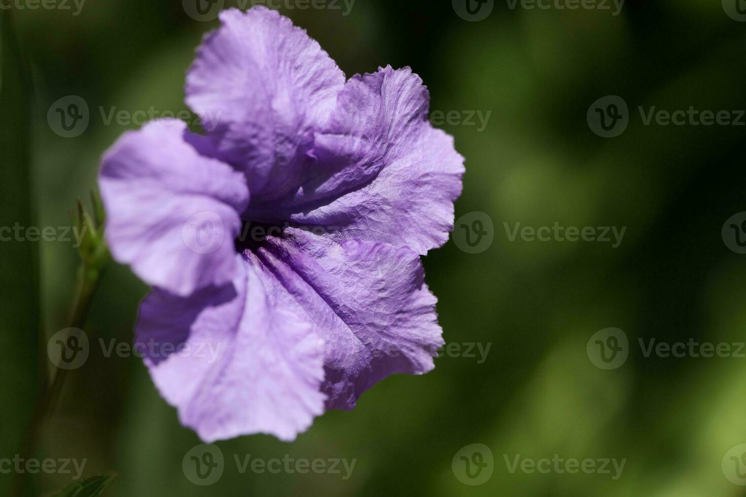 Purple flowers in the garden in Saint Lucia photo