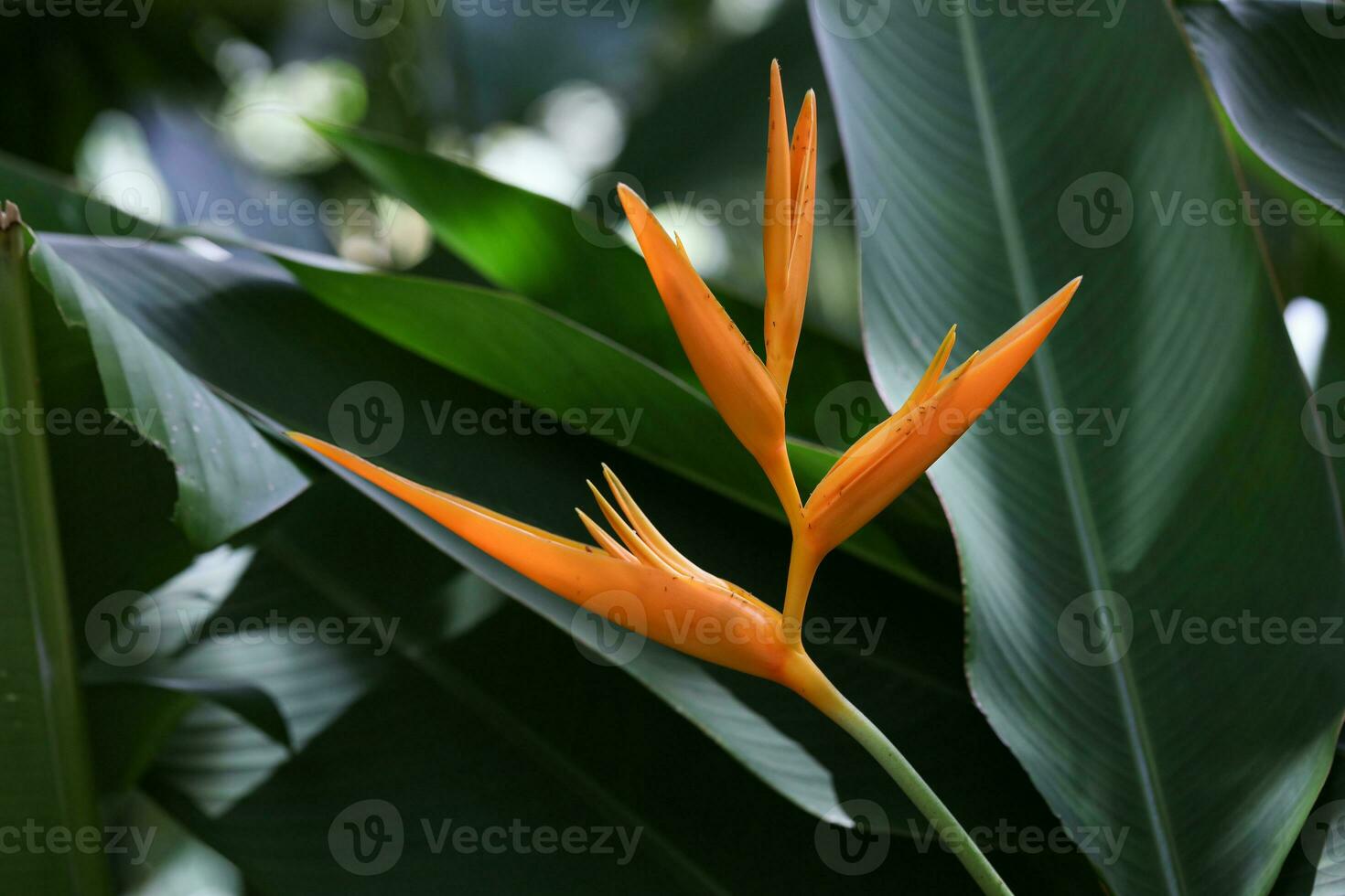 Bird of Paradise flower in shade photo