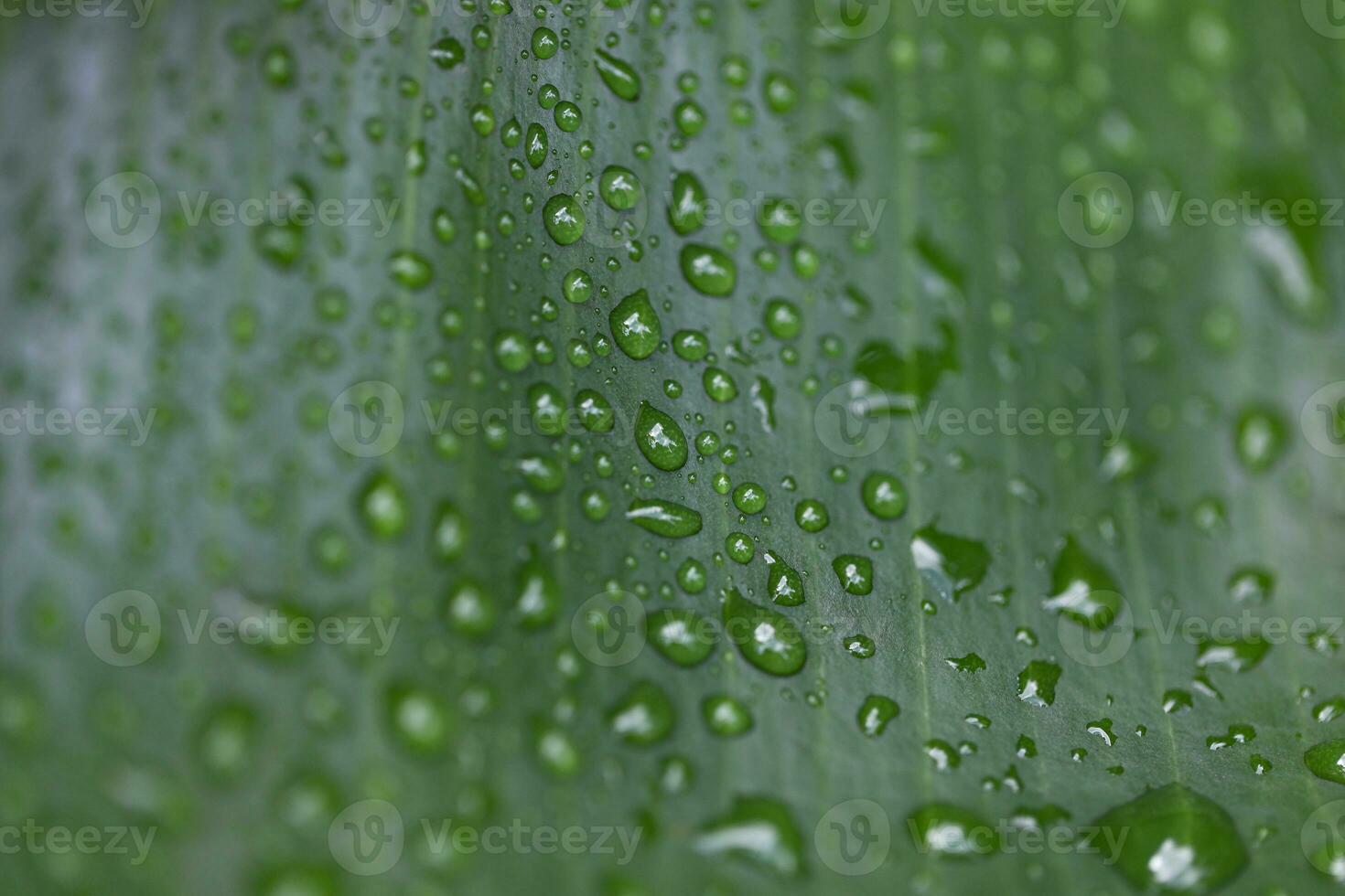 Green tropical leaf covered in raindrops, Saint Lucia, Soufriere, macro shot photo
