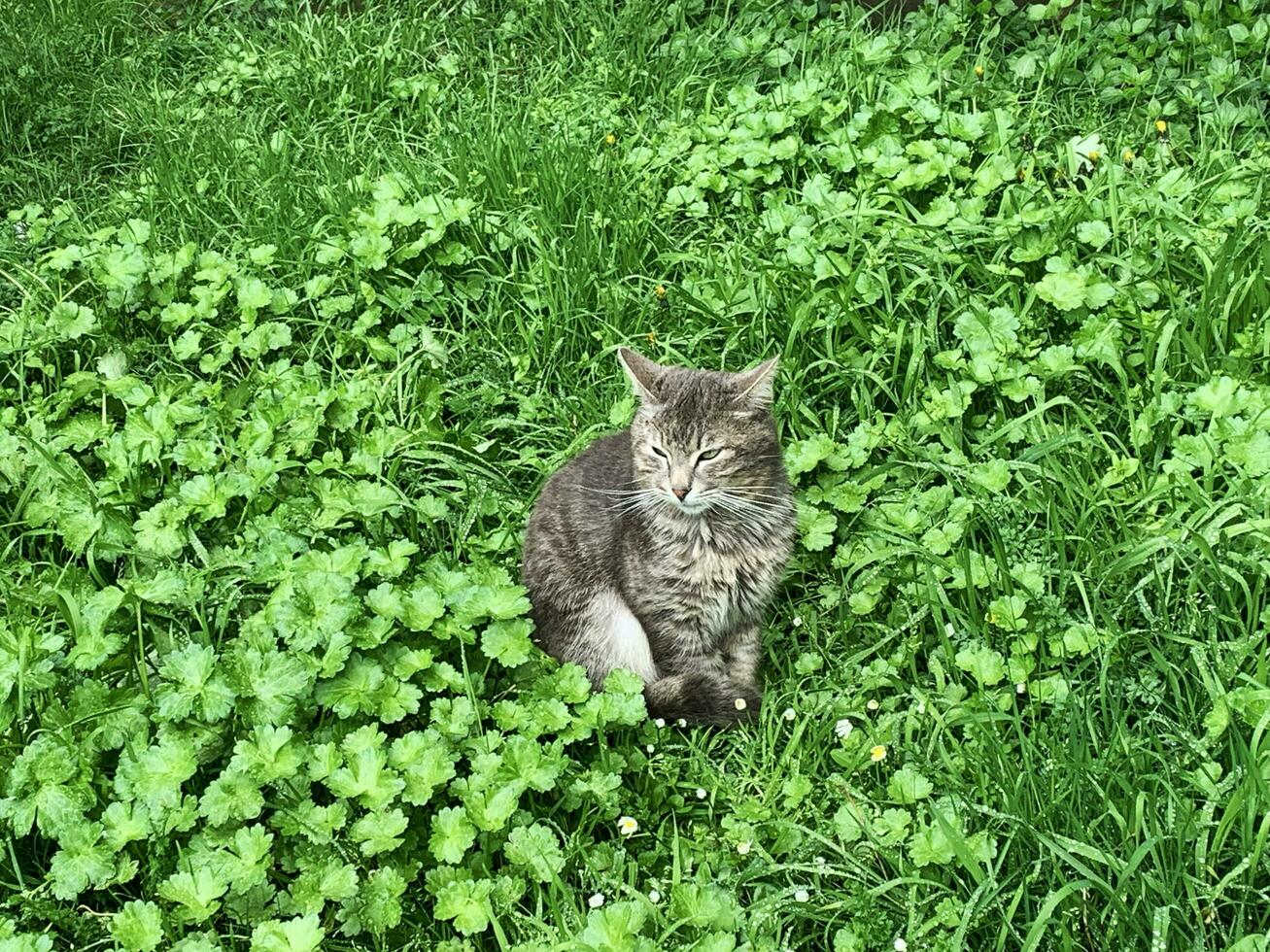 gato en pie en el césped, gato en el naturaleza mirando alrededor a cazar foto