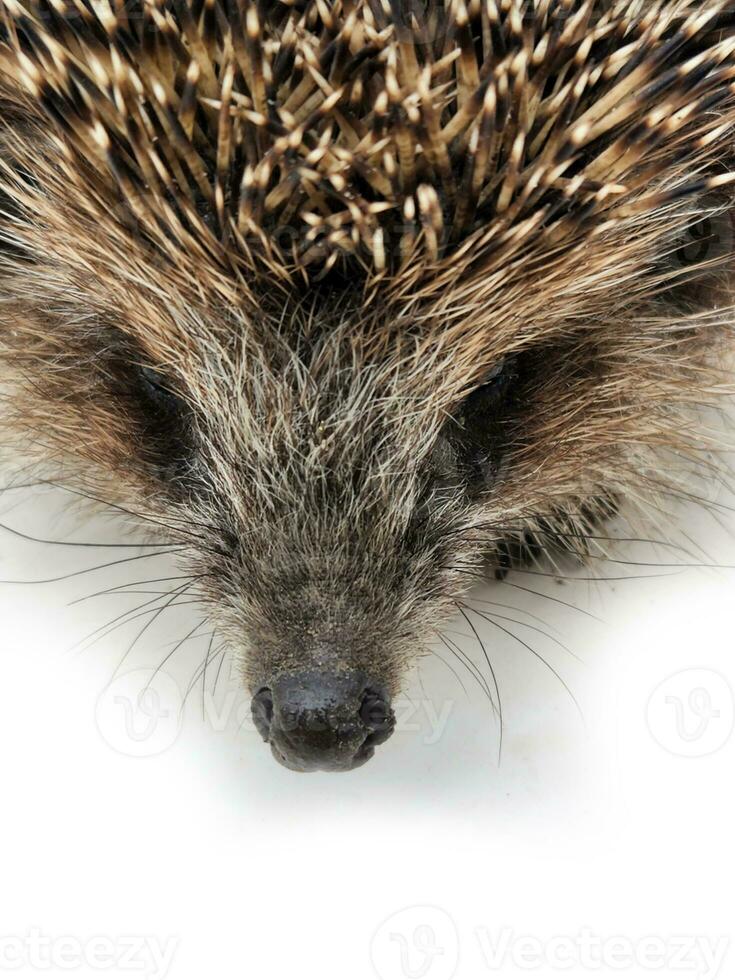 Hedgehog. Hedgehog close-up. Hedgehog face close up photo