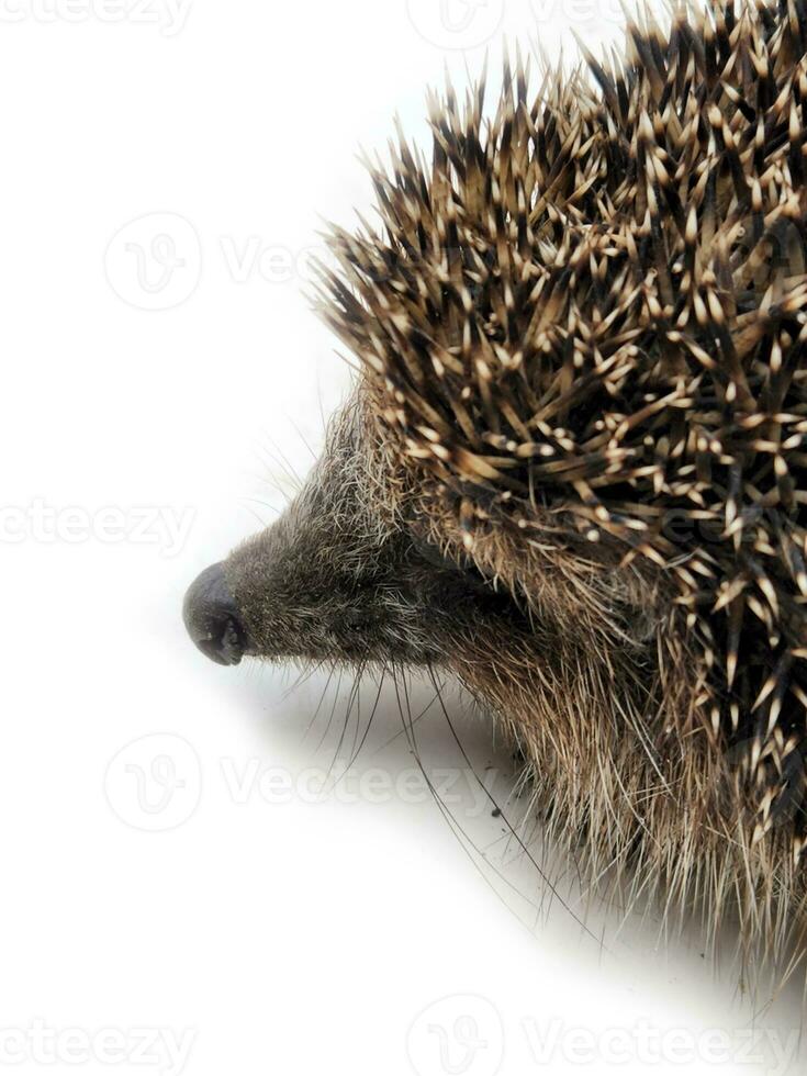 Hedgehog. Hedgehog close-up. Hedgehog face close up photo