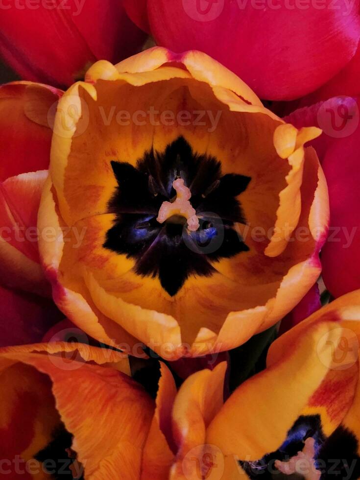 Bouquet of tulips. Bouquet of tulip flowers close up. Background for a greeting card. Valentine photo