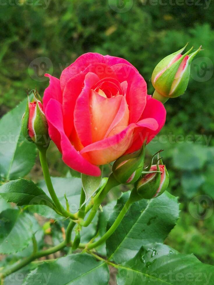 Garden rose. Red rose flower in the garden. Background for a greeting card photo