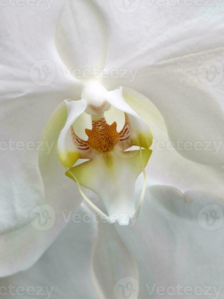 blanco orquídea. antecedentes desde blanco orquídea flor. floral antecedentes foto