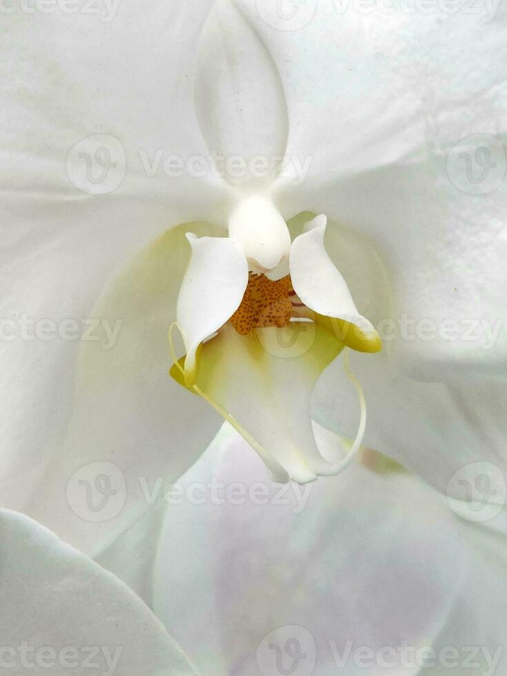 blanco orquídea. antecedentes desde blanco orquídea flor. floral antecedentes foto