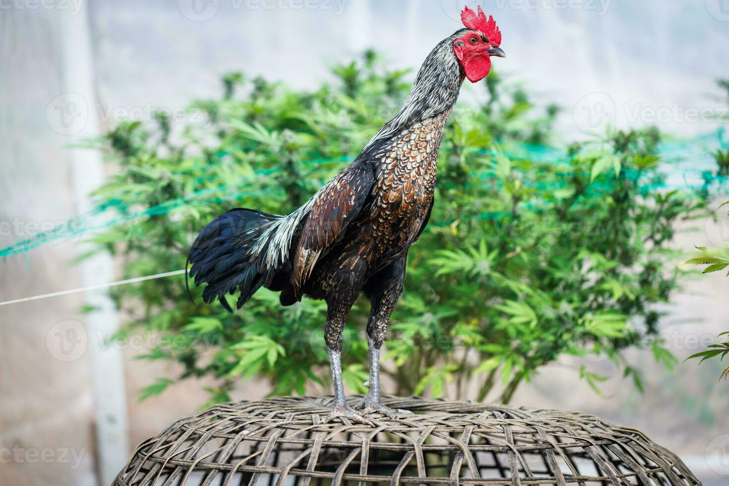 hermosa gallo en pie en borroso naturaleza verde antecedentes. tailandés gallo, tailandés pelea de gallos, pollo de pie. foto