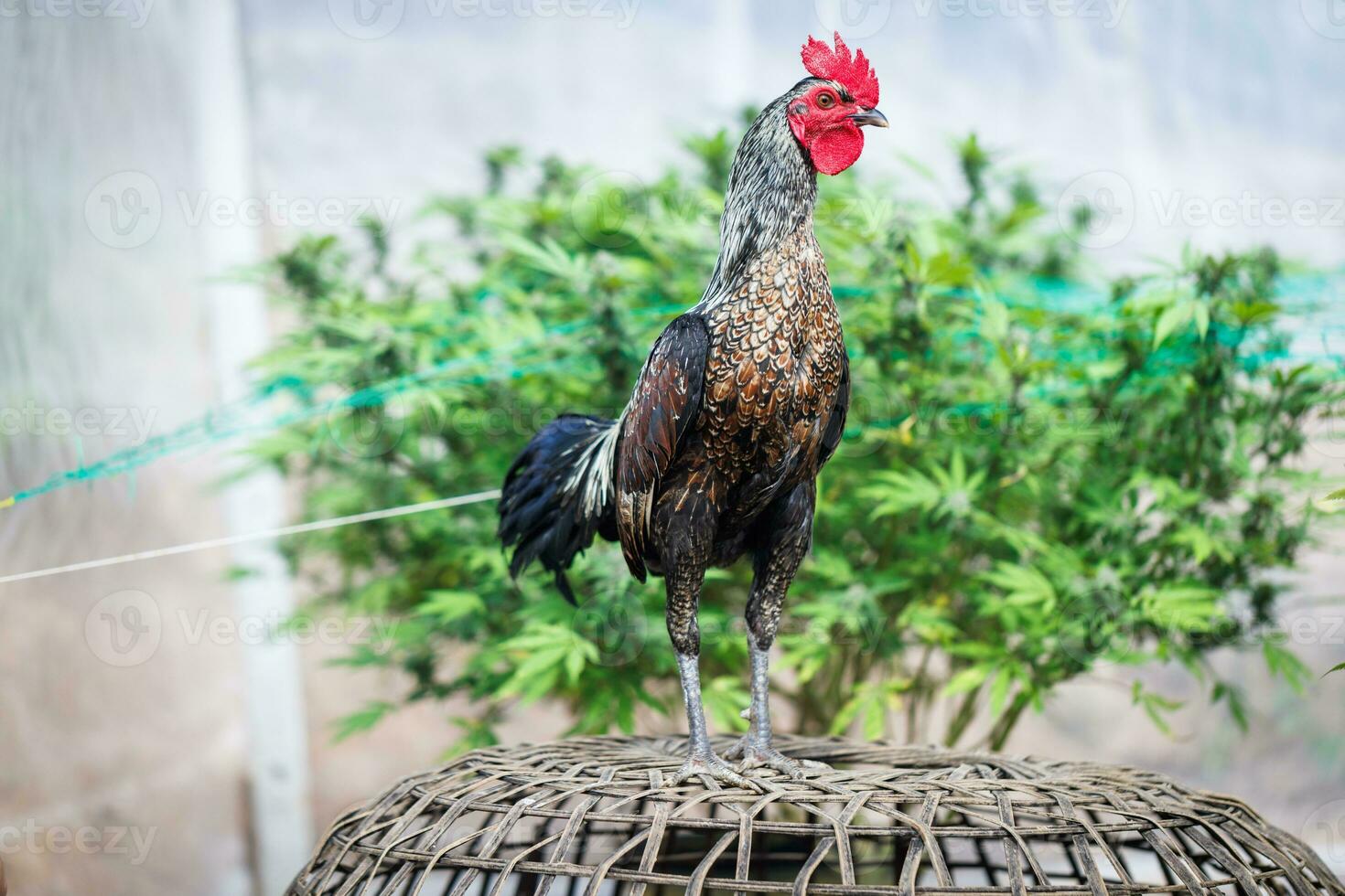 Beautiful Rooster standing in blurred nature green background. Thai rooster,Thai cockfighting,  chicken standing. photo