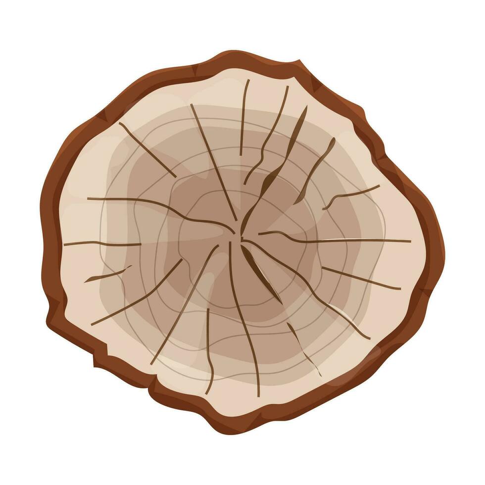 Cross section of tree stump in doodle style, textured aged log isolated on white background. Vector illustration