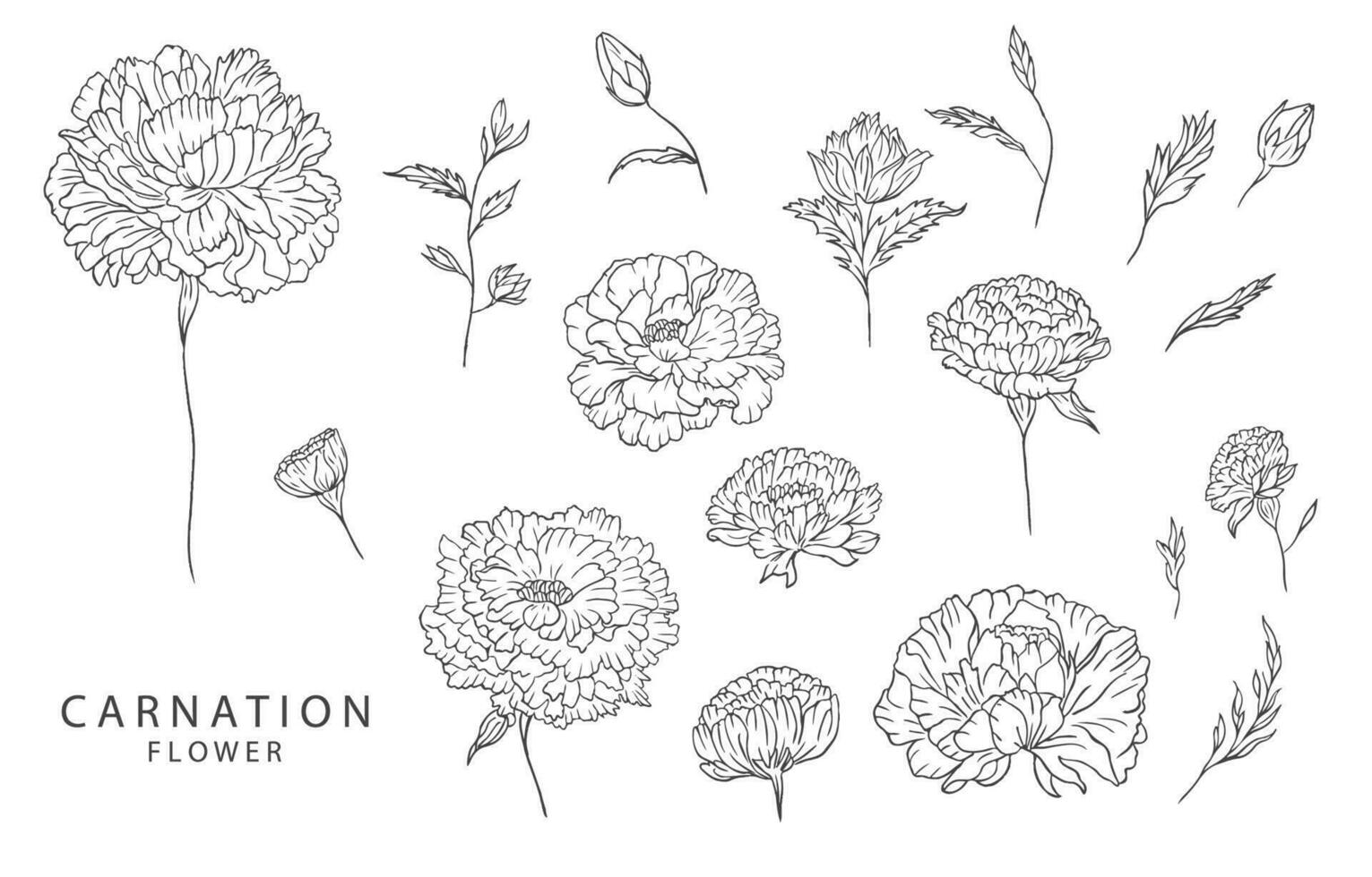 flower collection with line carnation element.Vector illustration for icon,sticker,printable,tattoo vector