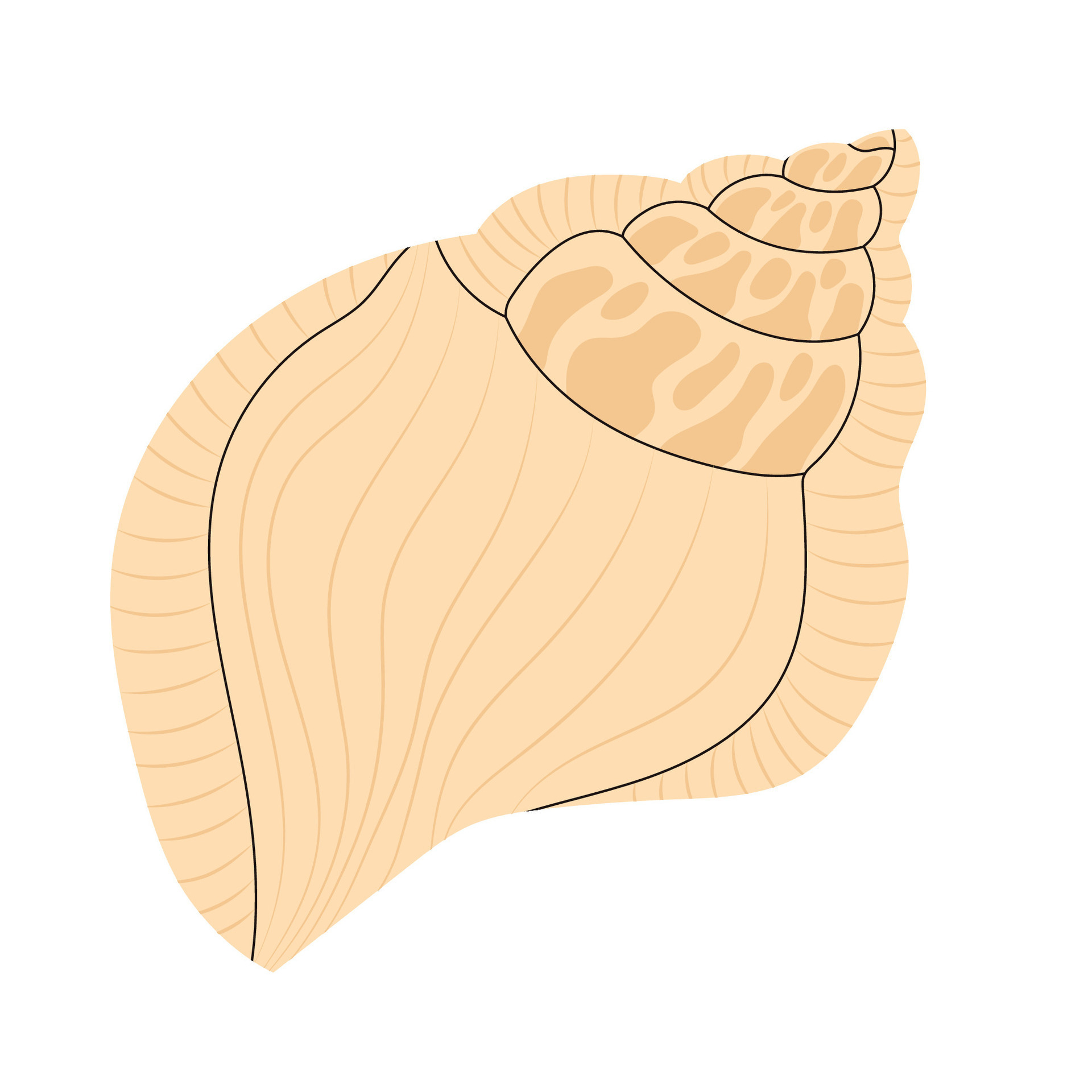 Spiral seashell of marine mollusk. Sea and ocean theme. Object of  underwater world. Detailed vector element for postcard, promo poster or  banner Stock Vector