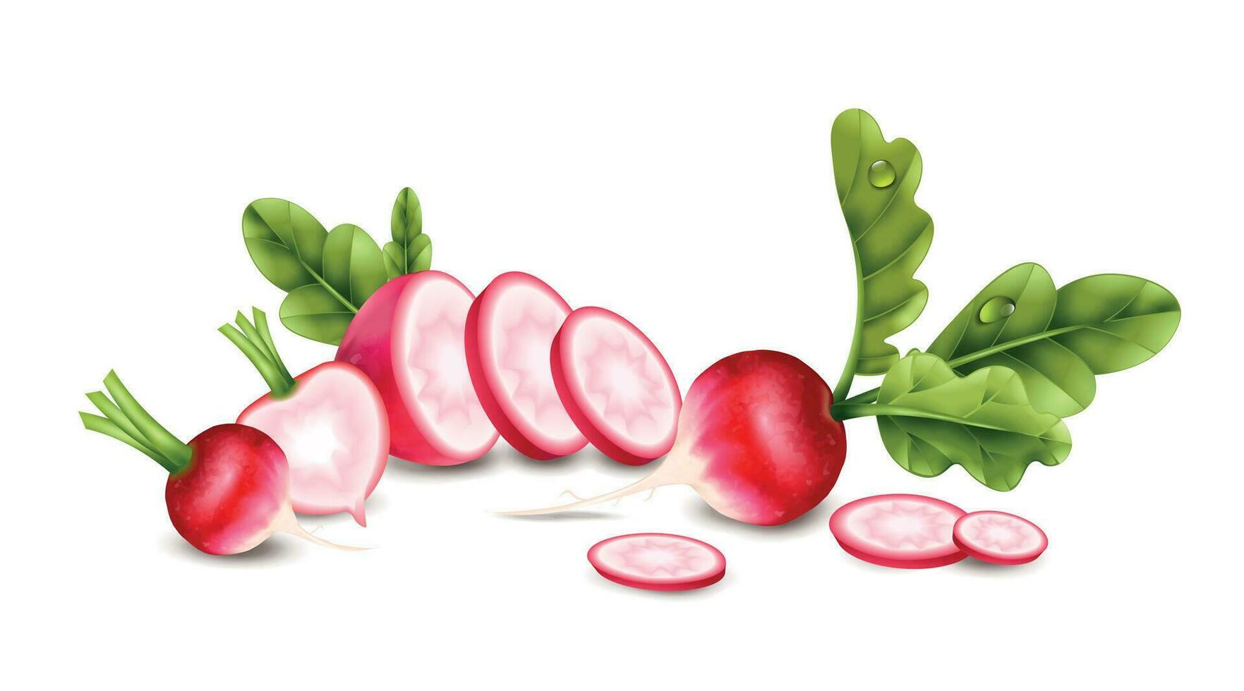 Radish Realistic Concept vector