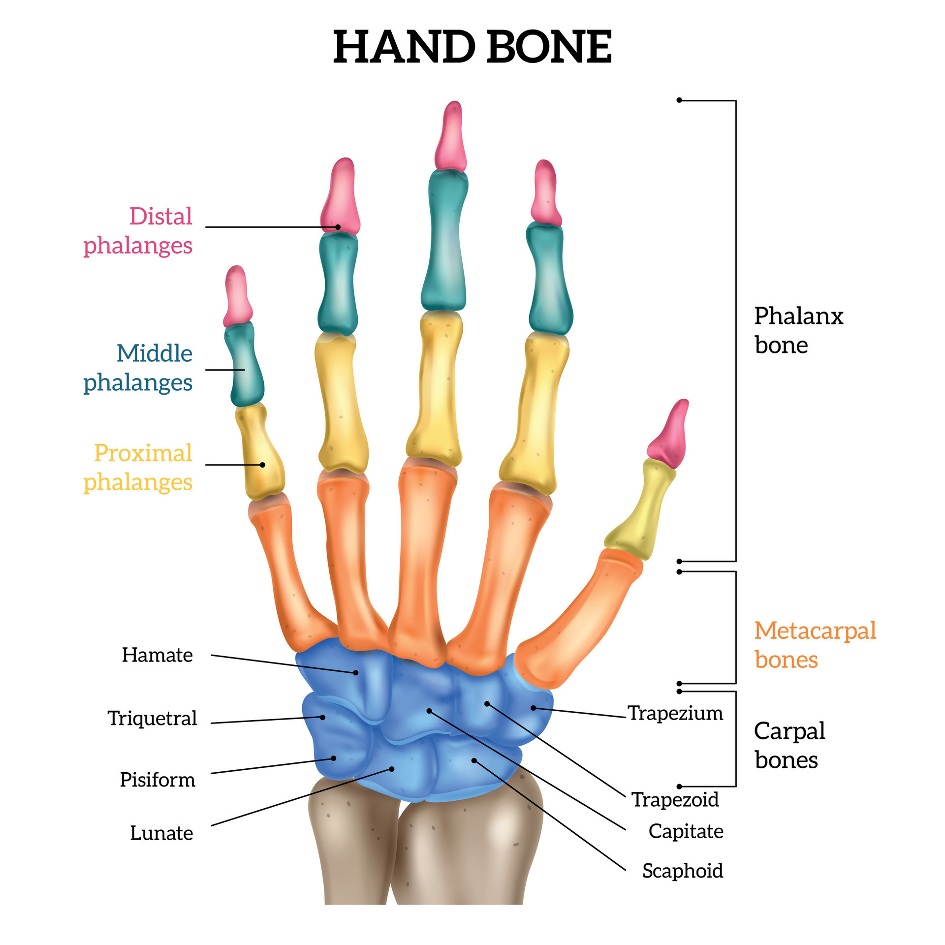 Realistic Hand Anatomy 26322119 Vector Art at Vecteezy