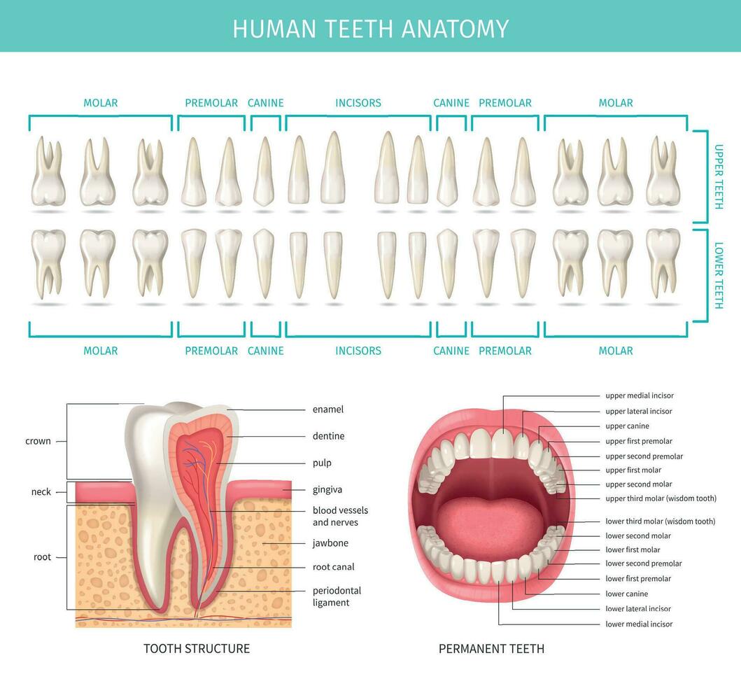 humano dientes anatomía vector