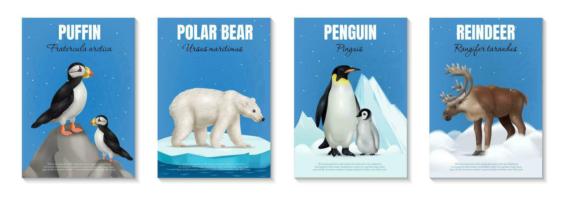 Arctic Animals Posters Set vector