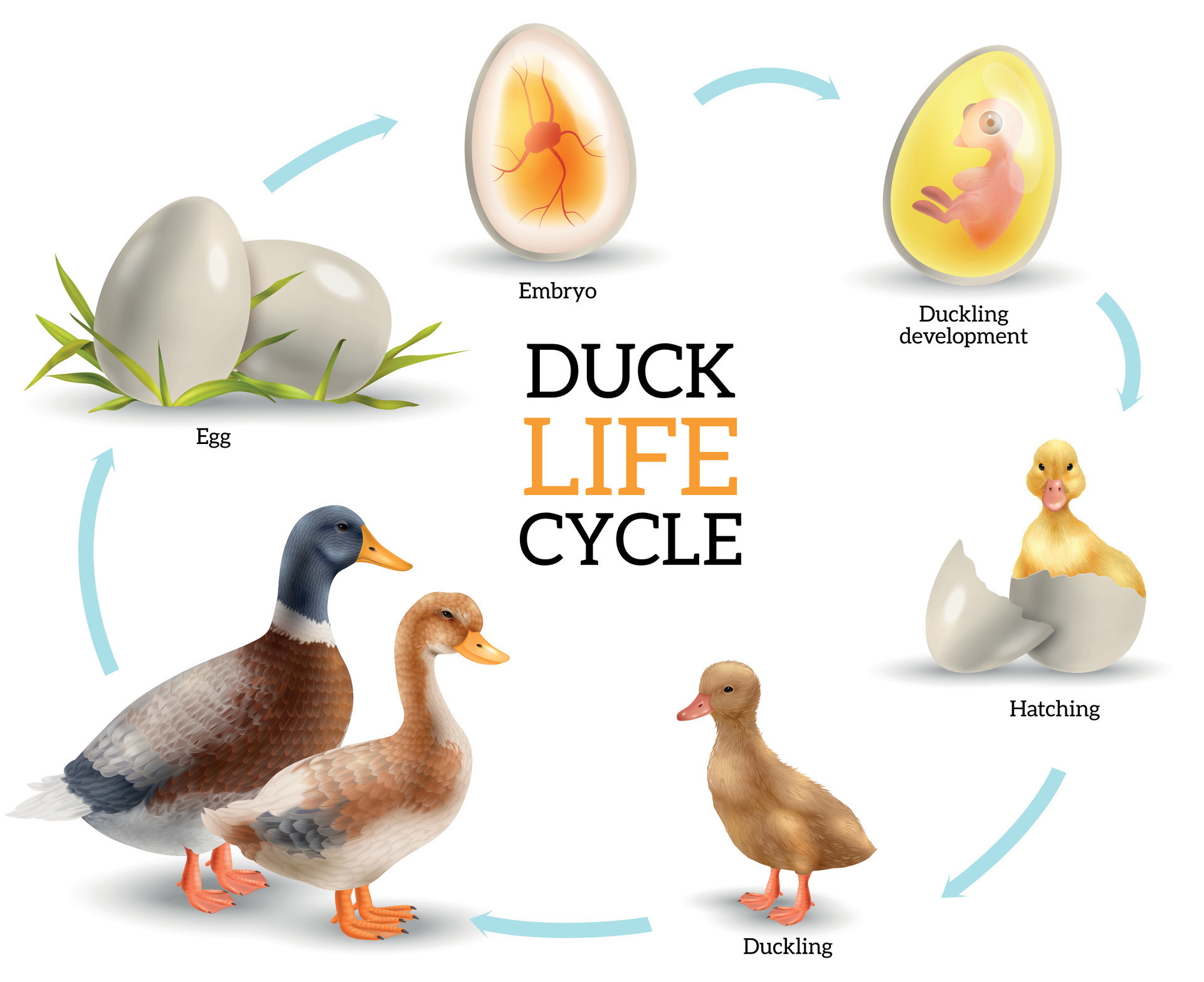 Duck Life Cycle Infographics 26322203 Vector Art at Vecteezy