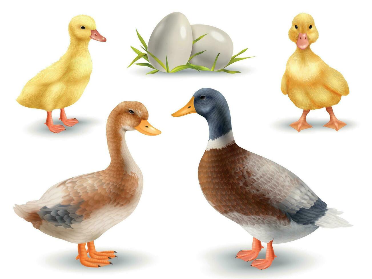 Realistic Ducks Set vector