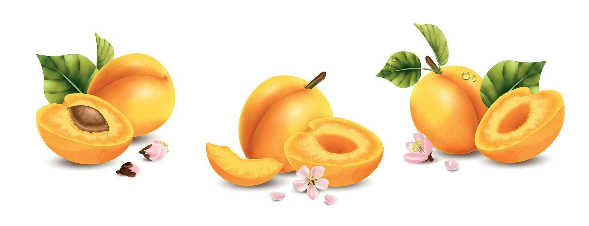 Realistic Apricot Compositions Set vector