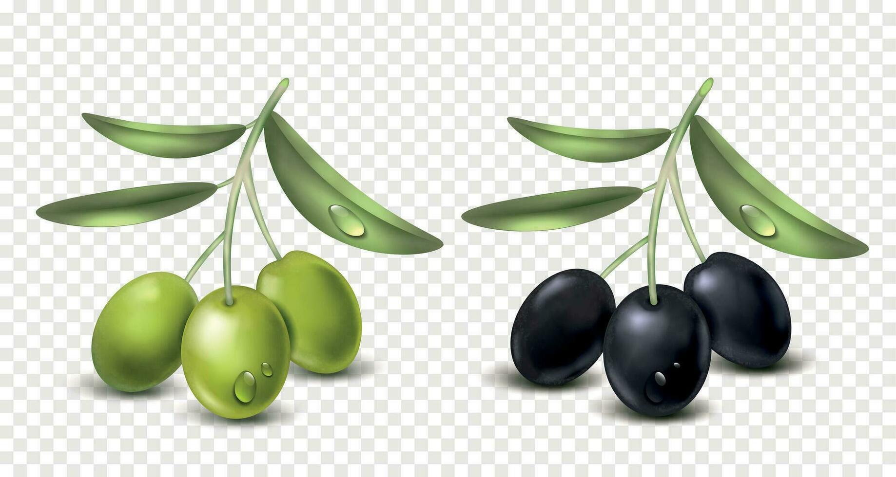 Realistic Olive Transparent Set vector