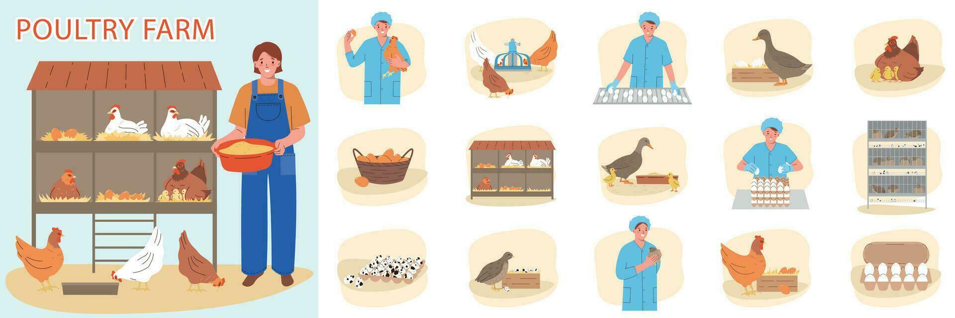Eggs Production Composition vector