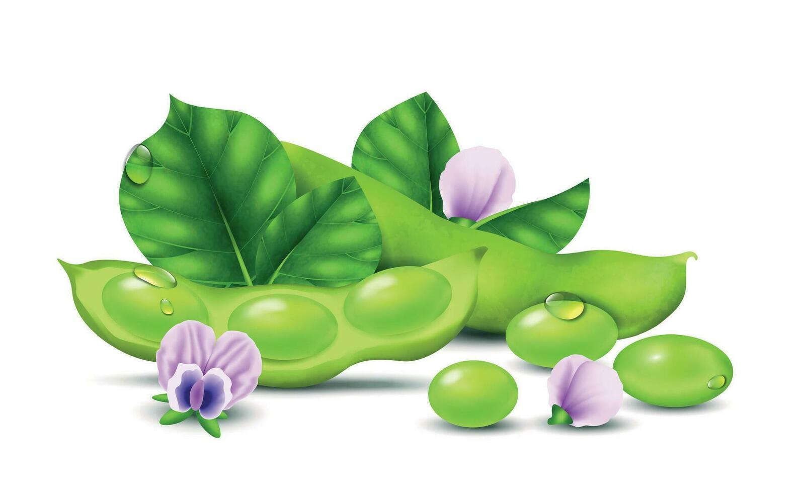 Realistic Soybean Concept vector