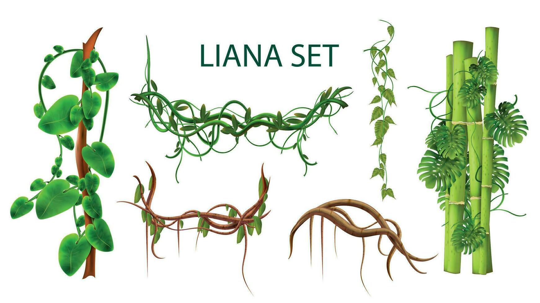Liana Realistic Set vector