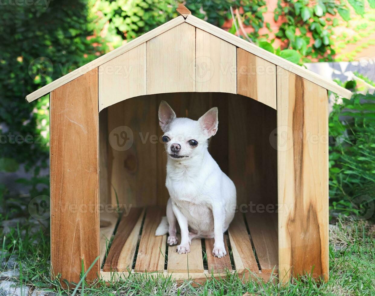 blanco corto pelo chihuahua perros sentado en de madera perro casa, sonriente y mirando a cámara. foto