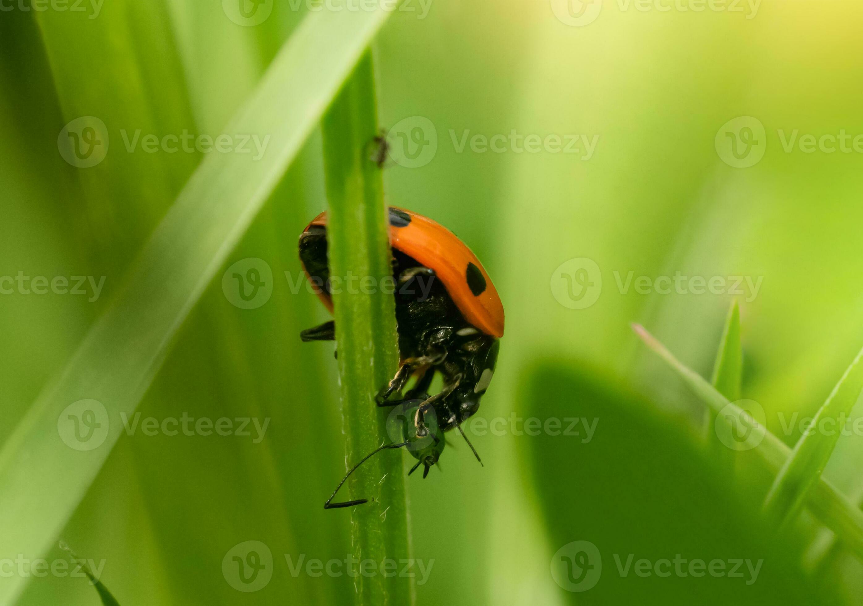 Lady Bug eating Aphids, Concept for Insect food chain,ladybird with ... Biology Diagrams