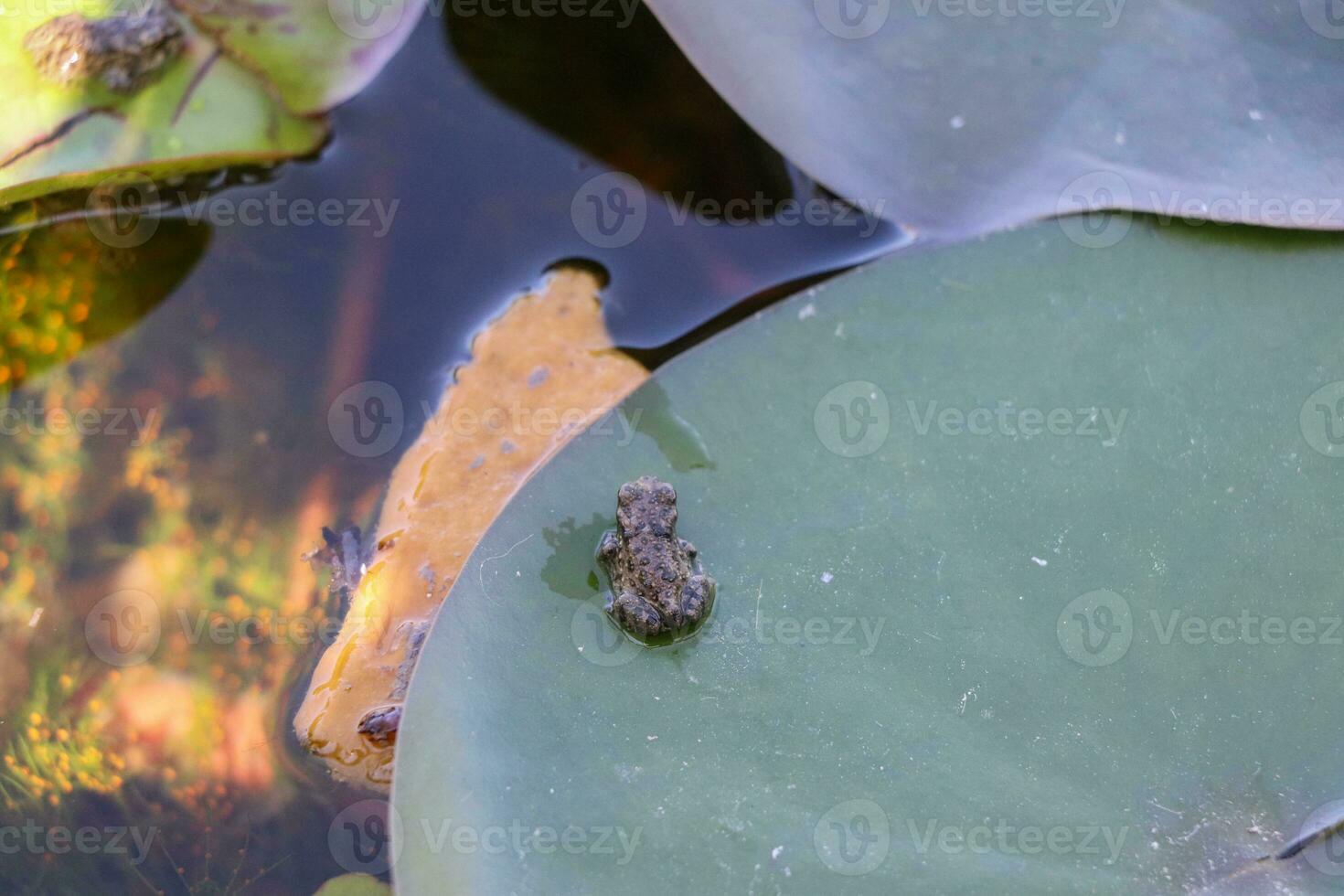 rana en el loto flor, verde hojas foto