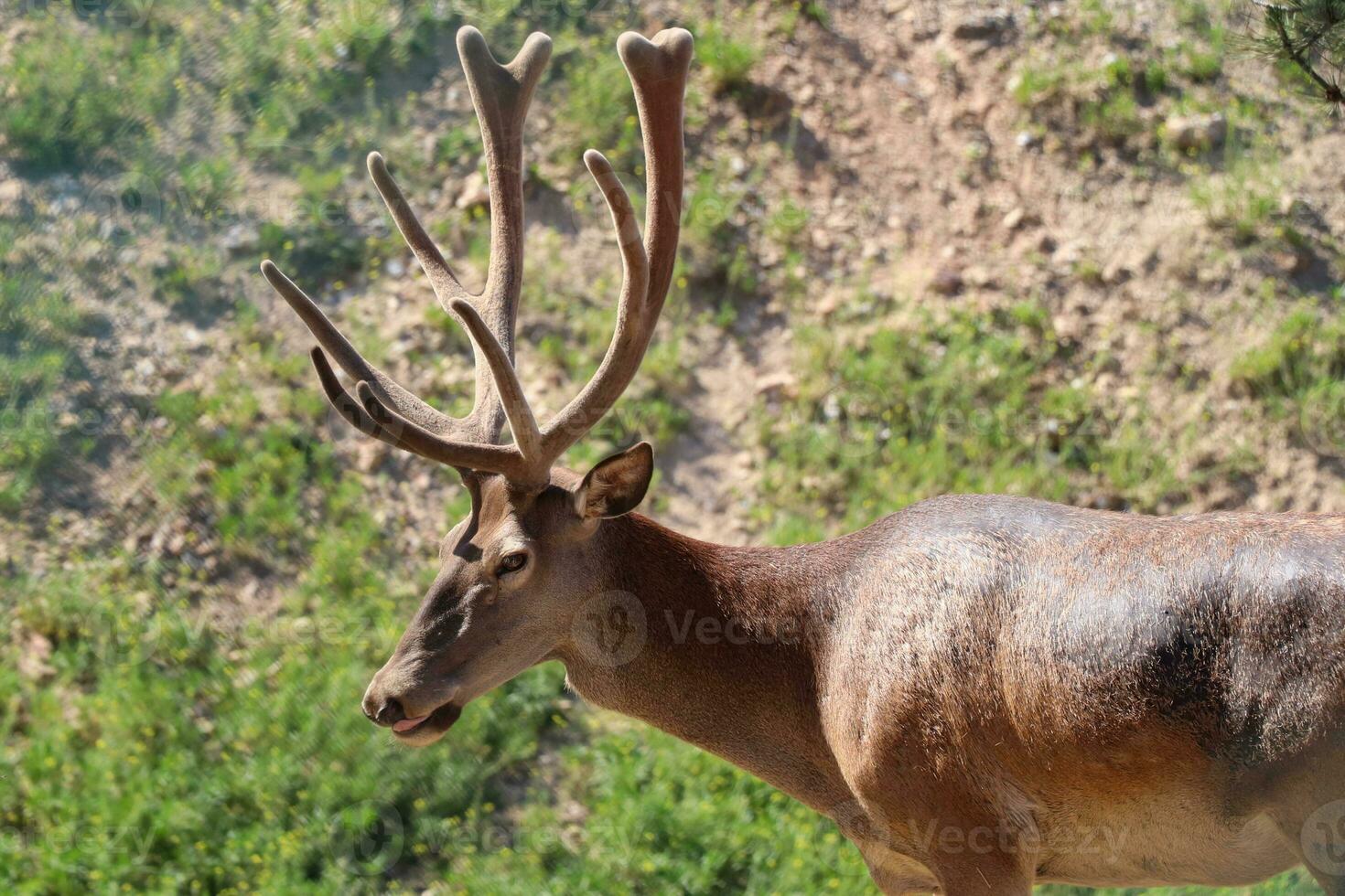 Longhorn deer walking in a nature park. Photo of deer roaming on a sunny day.