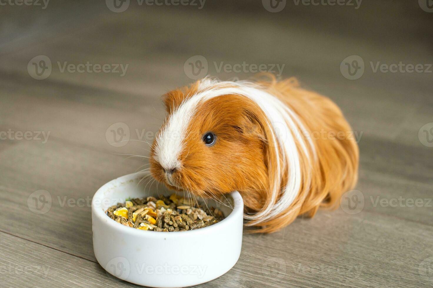 A long-haired guinea pig is sitting indoors on the floor near a plate of food photo