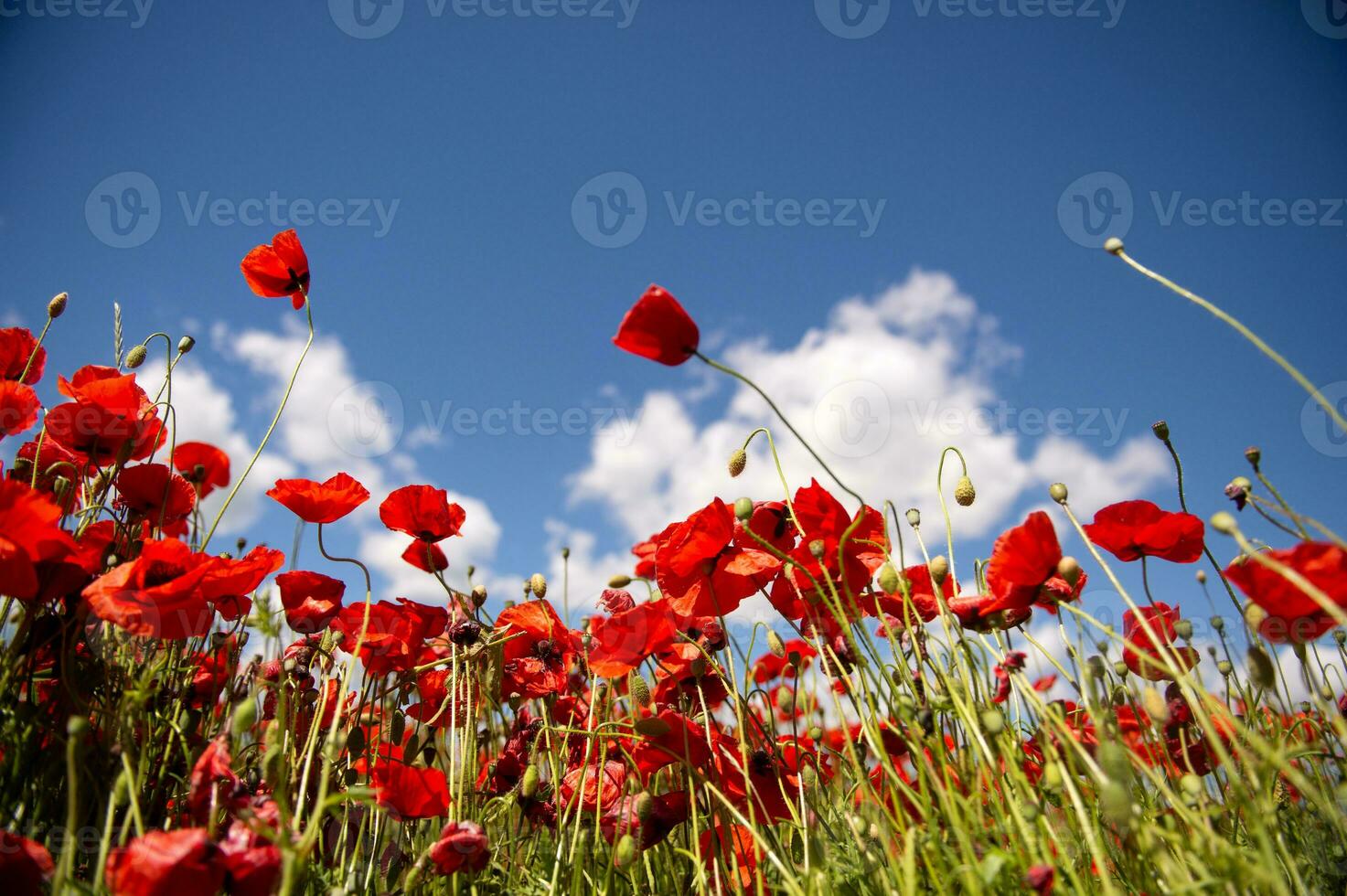 Field with red poppy flowers against a blue sky photo