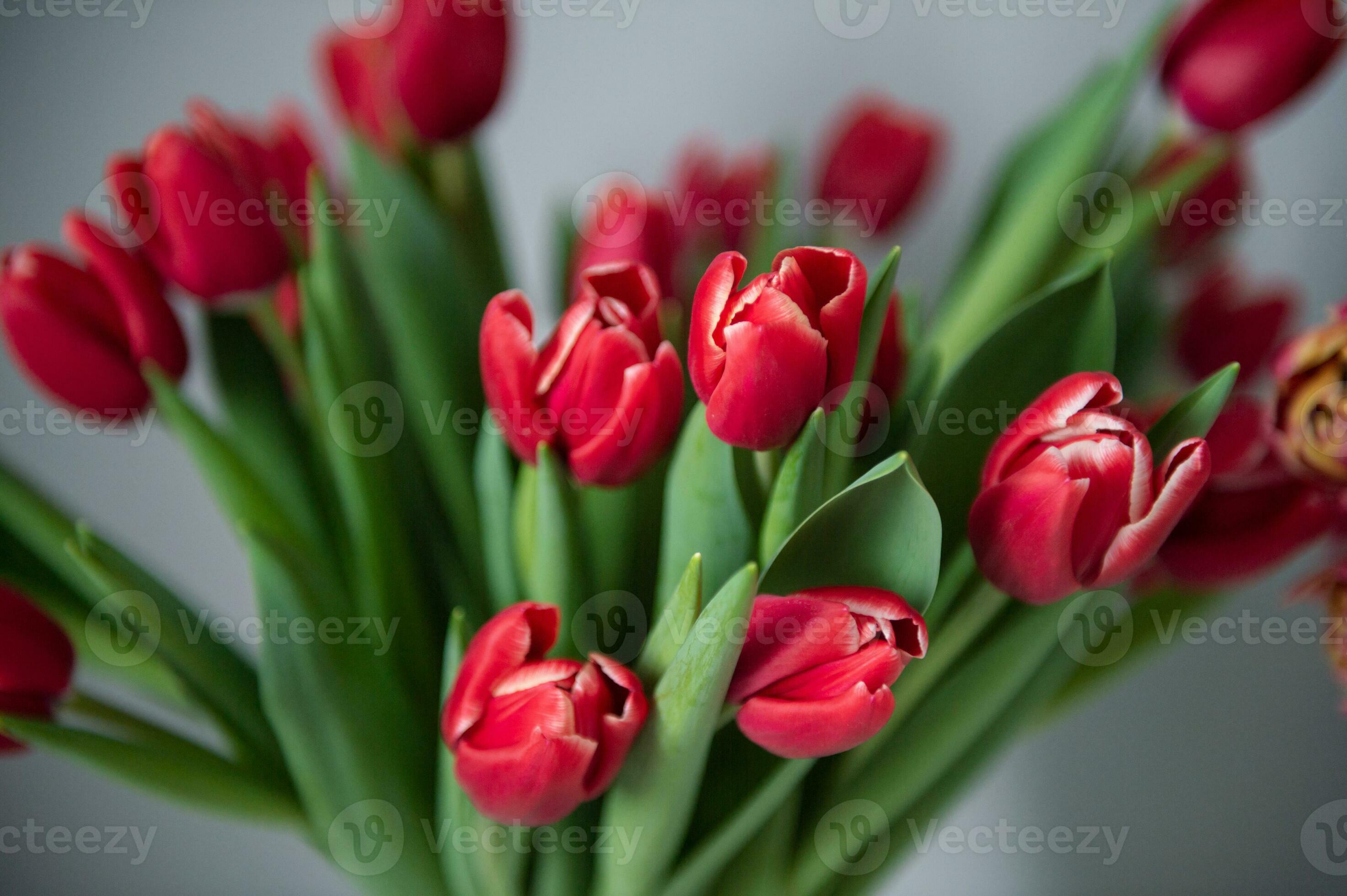 A bouquet of red peony tulips stand in a vase. Early varieties of