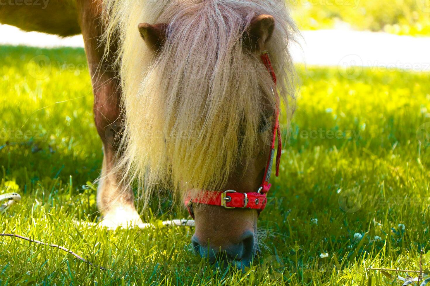 pequeño palomino poni caballo con blanco melena roza en el césped y come verde césped a puesta de sol foto