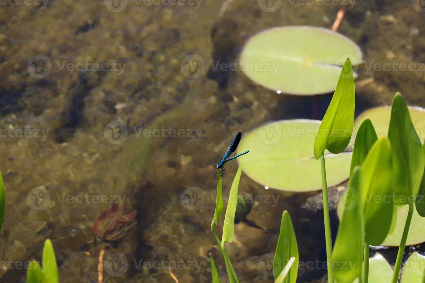 Blue Dragonfly Sitting on dead tree Branch Selective Focus Macro Insect Photography photo