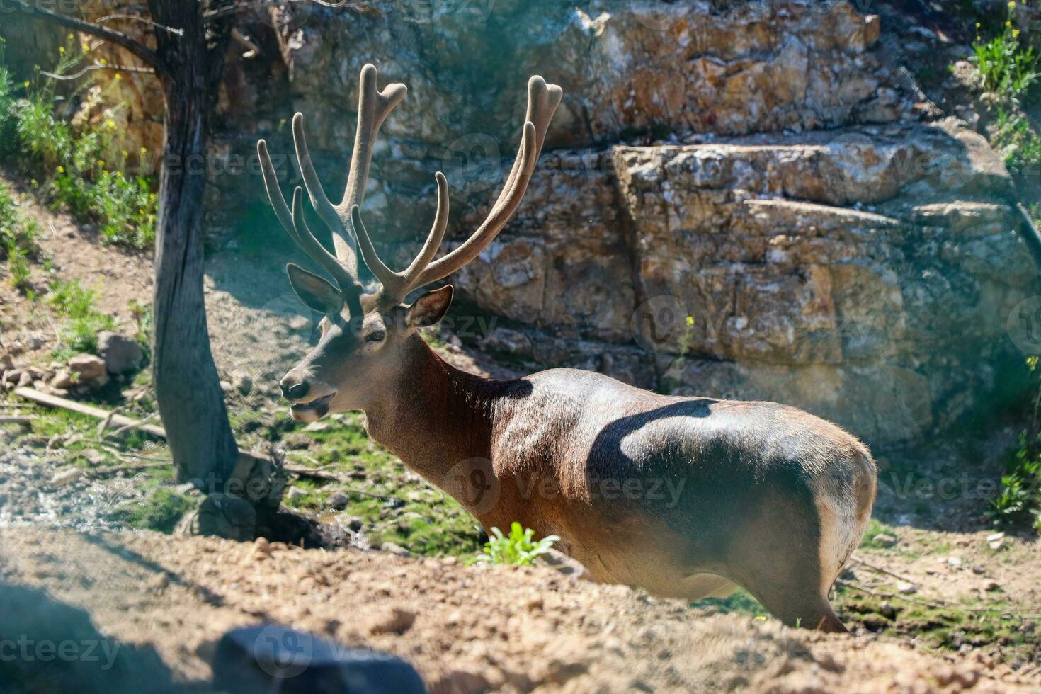 Longhorn deer walking in a nature park. Photo of deer roaming on a sunny day.